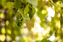 White Wine Grapes On A Grapevine Growing With Fresh Leaves