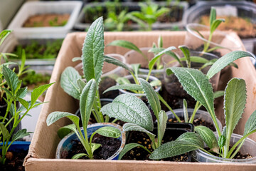 Sticker - Young green shoots of seedlings plant closeup macro.