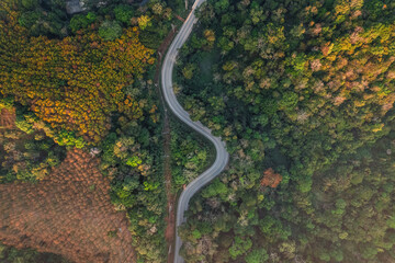 Wall Mural - Roads and trees in summer from a drone