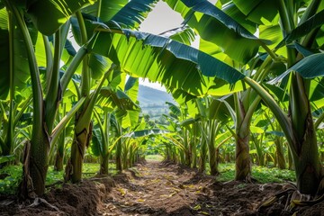 Banana tree plantation in nature with daylight. Industrial scale banana cultivation for worldwide export.