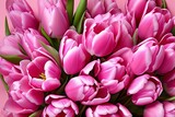 Fototapeta Tulipany - pink tulip flowers against a pale pink background, spring flower romantic background