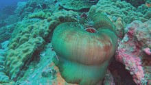 A Clownfish Hiding In A Giant Green Anemone, Set Against A Coral Reef Backdrop. Filmed In The Gulf Of Thailand, Near Koh Chang. Check My Portfolio For Similar Footages.