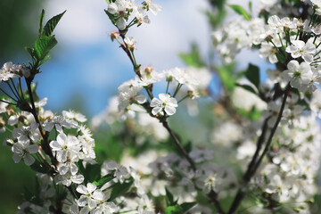 Sticker - White flowers on a green bush. The white rose is blooming. Spring cherry apple blossom.