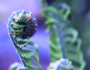 Wall Mural - Plants and flowers macro. Detail of petals and leaves at sunset. Natural nature background.