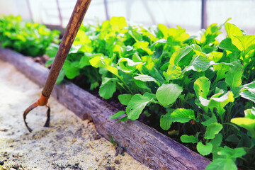 Wall Mural - Greenery in a greenhouse. Fresh greens in the spring on the beds. Young sprouts of seedlings in the garden.