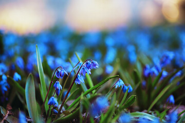 Sticker - Plants and flowers macro. Detail of petals and leaves at sunset. Natural nature background.