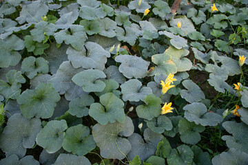 Wall Mural - Green Organic vegetable sweet pumpkin Plantation in the garden