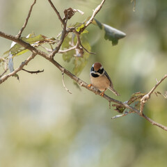 Wall Mural - Black Throated Tit