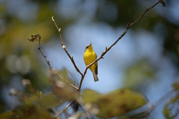 Wall Mural - Gray Hooded Warbler