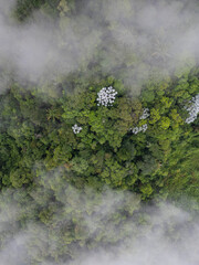  Beautiful aerial top down view to green rainforest and misty clouds