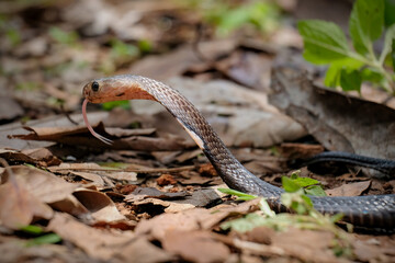 Wall Mural - Cobra snake ready to attack