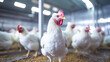 Chicken farm rural agriculture and poultry production. Modern fresh and light stable.