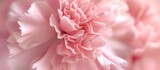 Close-up of a delicate pink carnation or clove pink blossom.