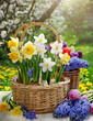 Spring decoration, tulips, daffodils, crocuses in wedge baskets on the background of a spring garden