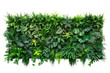 © Mr. Stocker - Green wall of tropical plants, cut out - stock png.