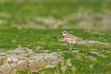 A Little Ringed Plover Standing On The Beach