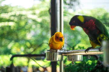 Wall Mural - parrots are colorful, charming, the joy of birds.Cropped hand feeding rainbow lorikeet by fence,Close-up of hand with parrot,Close-up of parrot against fence at zoo