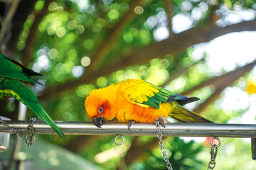 Wall Mural - parrots are colorful, charming, the joy of birds.Cropped hand feeding rainbow lorikeet by fence,Close-up of hand with parrot,Close-up of parrot against fence at zoo