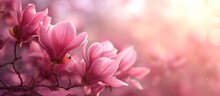Gorgeous Cerise Pink Flowers, Resembling Pink Spring Magnolias, Set In A Beautiful Soft Background.