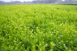 © Artyponds - Blooming White Nigella sativa flowers in the field with blue sky. Natural Landscape view