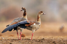 A Close Up Of Two Egyptian Geese