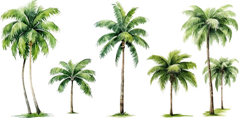 Wall Mural - Set of watercolor coconut trees on transparent background.