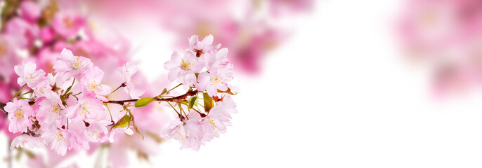 Wall Mural - fresh bright pink cherry blossom flowers on a tree branch in spring, sakura springtime season, isola