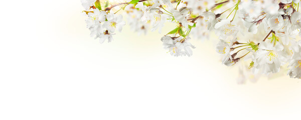 Wall Mural - fresh bright white cherry blossom flowers on a tree branch in spring, sakura springtime season, isol