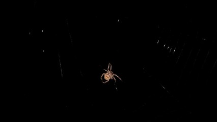 A macro view of a spider silently weaving or building its web in the dark night