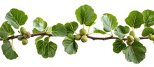 Isolated On A White Background, An Ornamental Fig Tree Branch With Green Leaves And Young Figs Fruits, Complete With Clipping Path.
