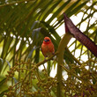 Reunion Island Bird Red Foodie Foudia madagascariensis on branches with palm flowers