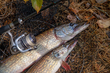 Freshwater pike fish. Two Freshwater pikes fish lies on keep net and fishing rod with reel..