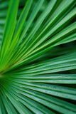 Fototapeta Łazienka - A tropical palm leaf, revealing its natural textures and rich green colors in detail
