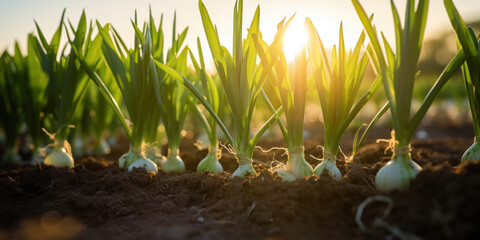 Poster - Close up of Leeks growing on a farm.