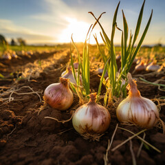 Wall Mural - Onions on ground in the farm.