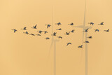 Fototapeta  - little swans fly over wind farms in the haze