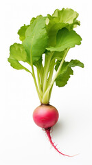 Poster - A radish with green leaves on white background.