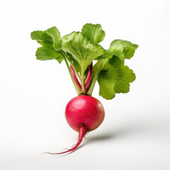 Wall Mural - A radish with green leaves on white background.