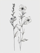 Black And White Style Line Style Verbena Flowers