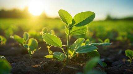 Poster - Growing soy, Young soy in field.