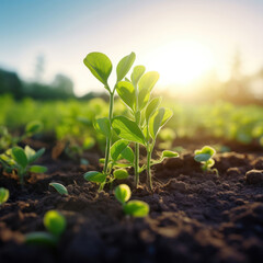 Poster - Growing soy, Young soy in field.