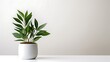 Green houseplant in a white pot on a white table against a white wall