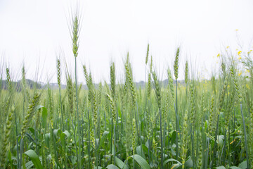 Wall Mural - Close-up green Wheat  Spike grain in the field