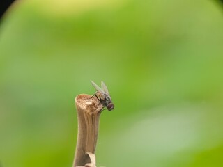 insect, macro, nature, bug, animal, dragonfly, leaf, green, closeup, wildlife, fly, grasshopper, mosquito, wing, wings, summer, grass, butterfly, wild, close-up, close up, close, small, fauna, insects