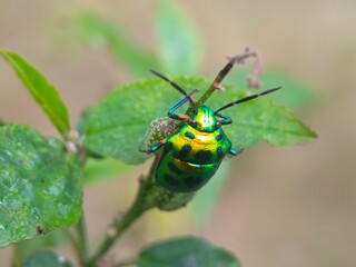 insect, beetle, bug, nature, macro, fly, animal, leaf, closeup, black, wildlife, pest, red, summer, plant, flower, close-up, wasp, fauna, antenna, detail, wing, entomology, yellow, insects