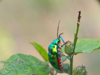 insect, beetle, bug, nature, macro, fly, animal, leaf, closeup, black, wildlife, pest, red, summer, plant, flower, close-up, wasp, fauna, antenna, detail, wing, entomology, yellow, insects