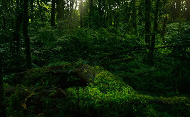 Wall Mural - dense dark green trees forest with rays of sunlight. forest ecosystem. biodiversity of the forest. g