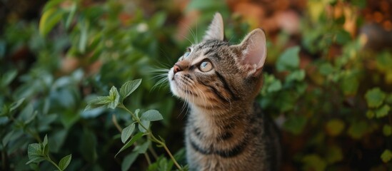 Wall Mural - Beautiful cat portrait in the garden, standing like a statue.