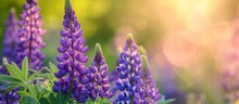 Purple Lupine Flowers Captured In Full Bloom With A Soft Focus, Creating A Beautiful Floral Background In A Sunny Spring Garden.
