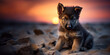cute puppy of shepherd dog sitting on sunset beach, copy space
